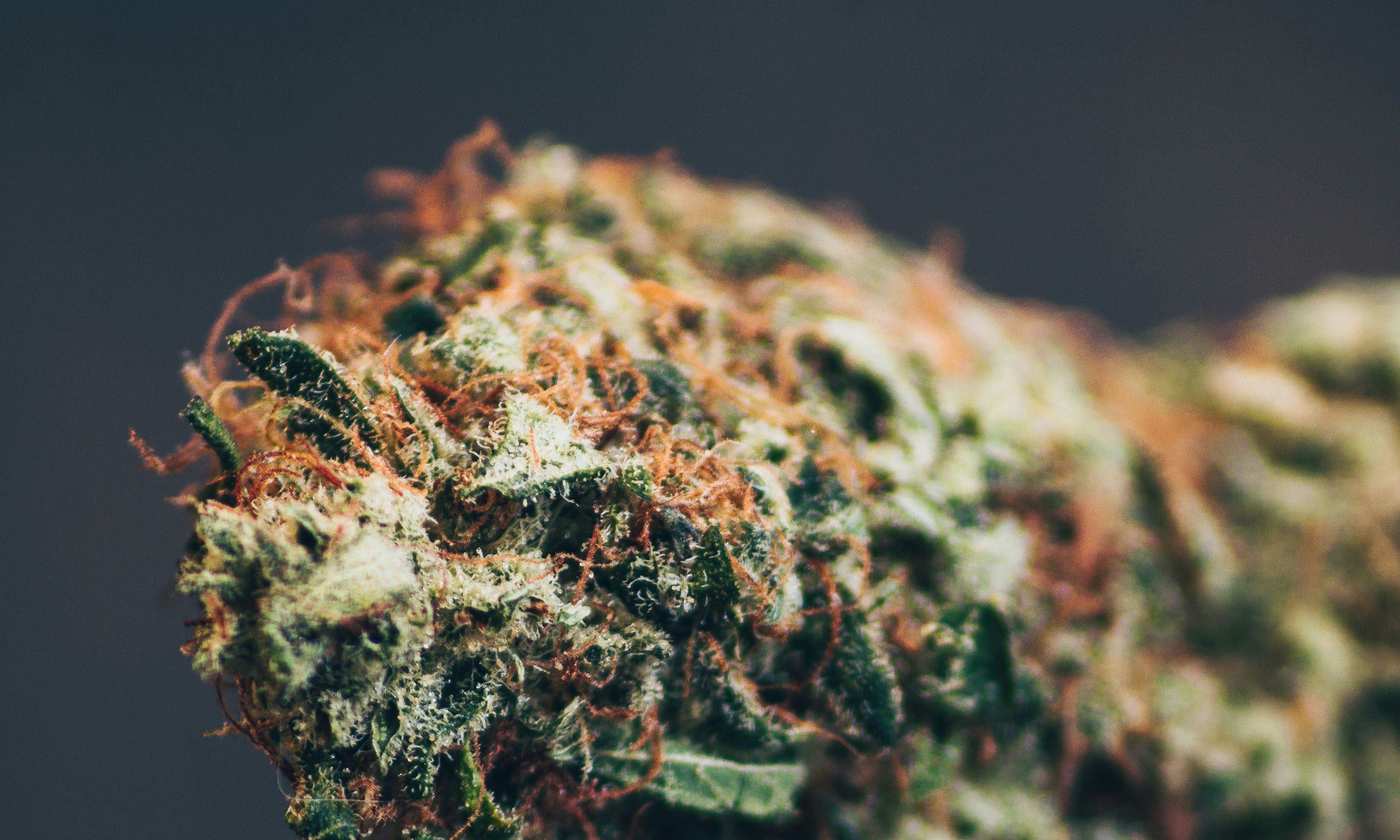 What makes a strain an Indica?