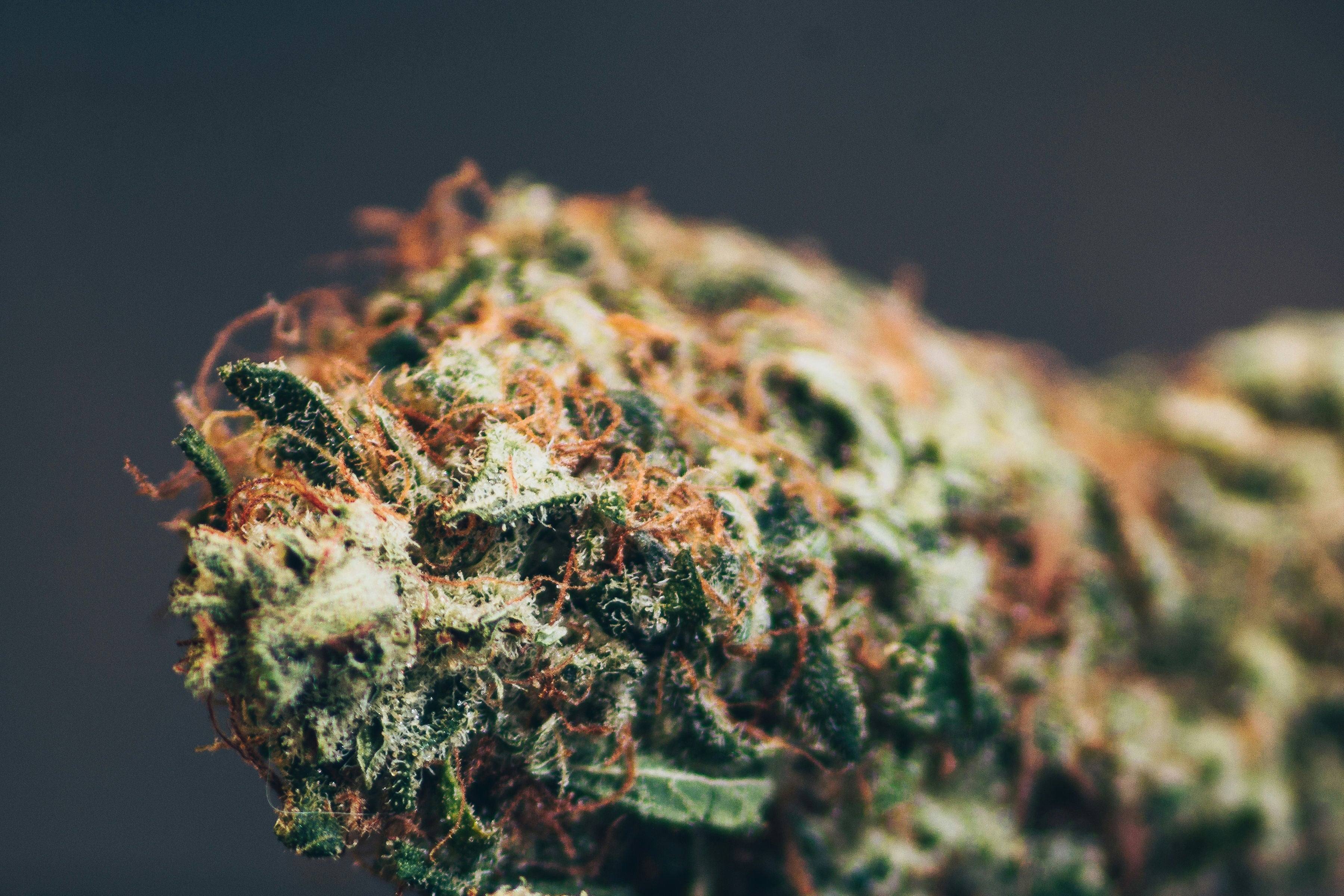 What makes a strain an Indica?